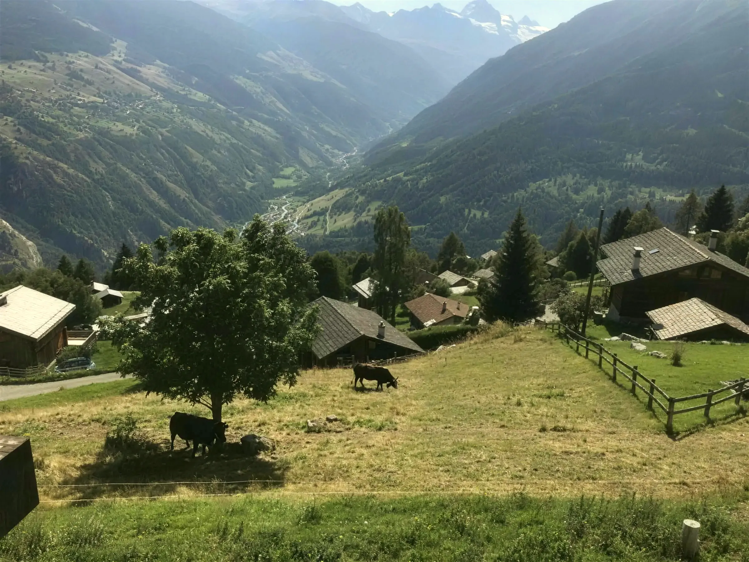 Cows grazing near the chalet in summer